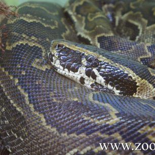 snakes (8)